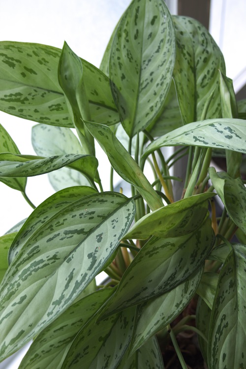 Silver and green Chinese evergreen houseplant (Aglaonema). 