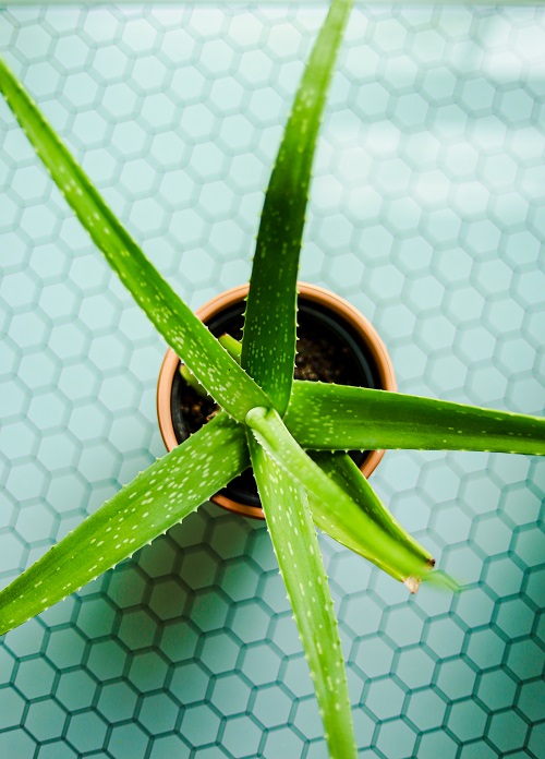 Top view of Aloe succulent on hexagonal blue tile surface. 