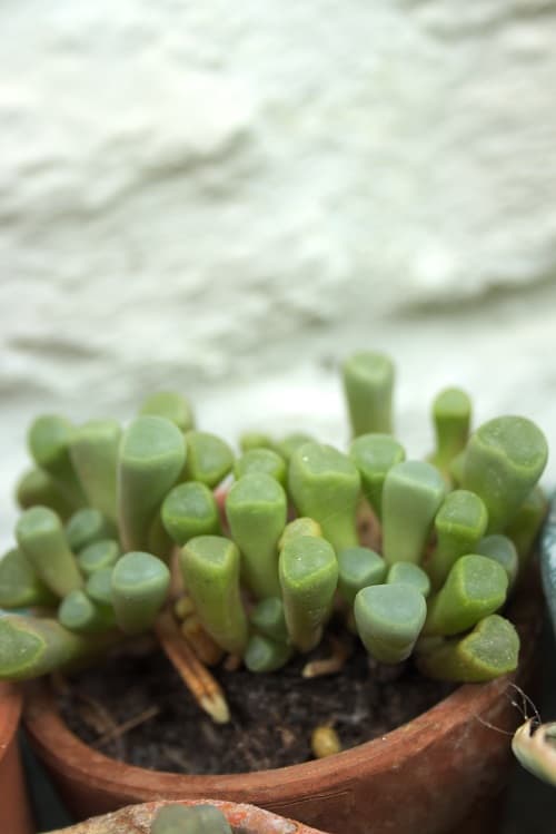 Potted baby toes succulent in terracotta planter.