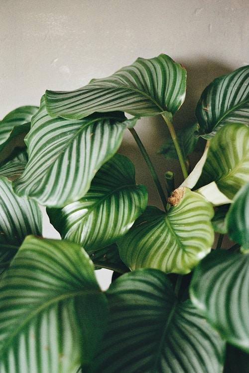 Problems with Calathea Yellow leaves, curling, drooping and more Houseplant Central