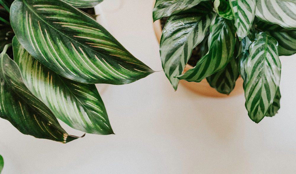 Top view of two kinds of Calathea houseplants on white surface | Calathea care & troubleshooting guide