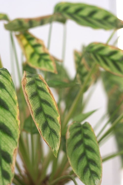 Diseases of indoor plants. Sick leaves of Calathea. | Calathea care & troubleshooting guide