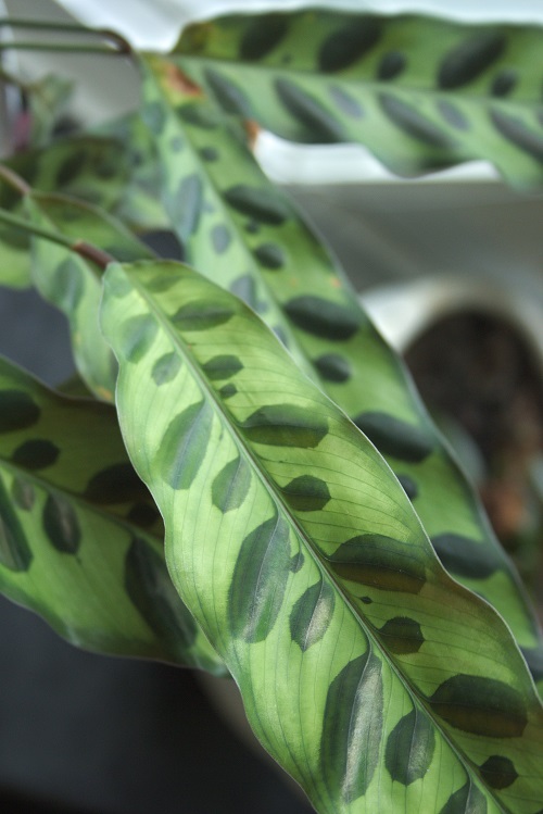 Calathea lancifolia, a popular houseplant also known as rattlesnake plant.