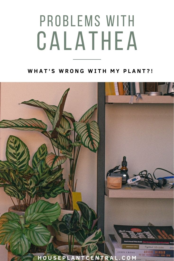 Collection of Calathea (prayer plant) houseplants | Calathea care & troubleshooting guide