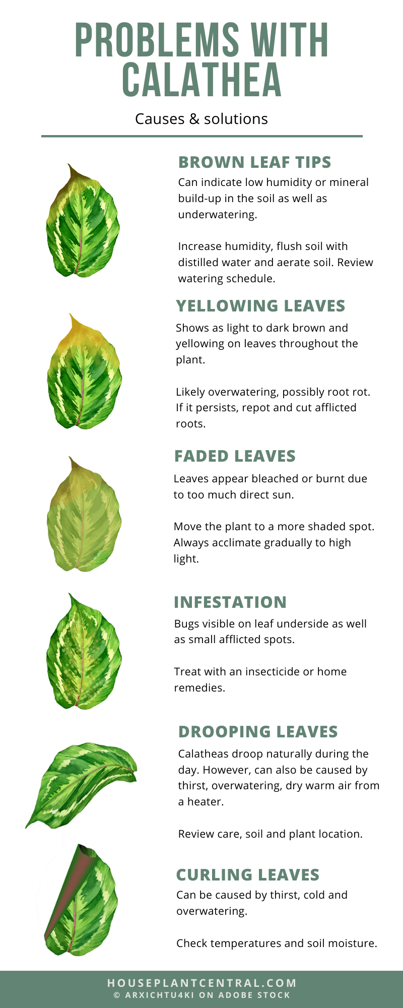 Infographic illustrating different issues that might arise with Calathea houseplants