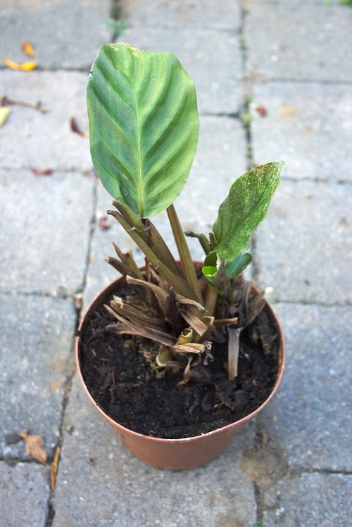Calathea houseplant with only a few leaves due to pest infestation.