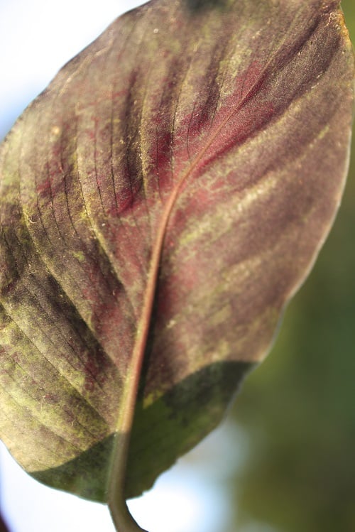 Pink leaf of Calathea houseplant, close-up showing infestation of spider mite pests.