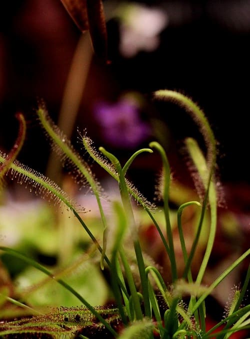 Rocío del sol (Drosera capensis), una planta de interior carnívora.