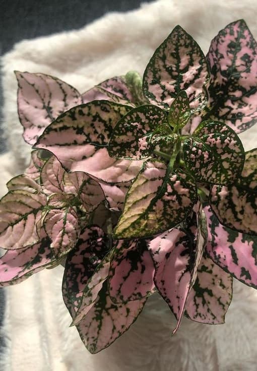 Top view of pink and green polka dot plant (Hypoestes phyllostachya) | Full polka dot plant care guide