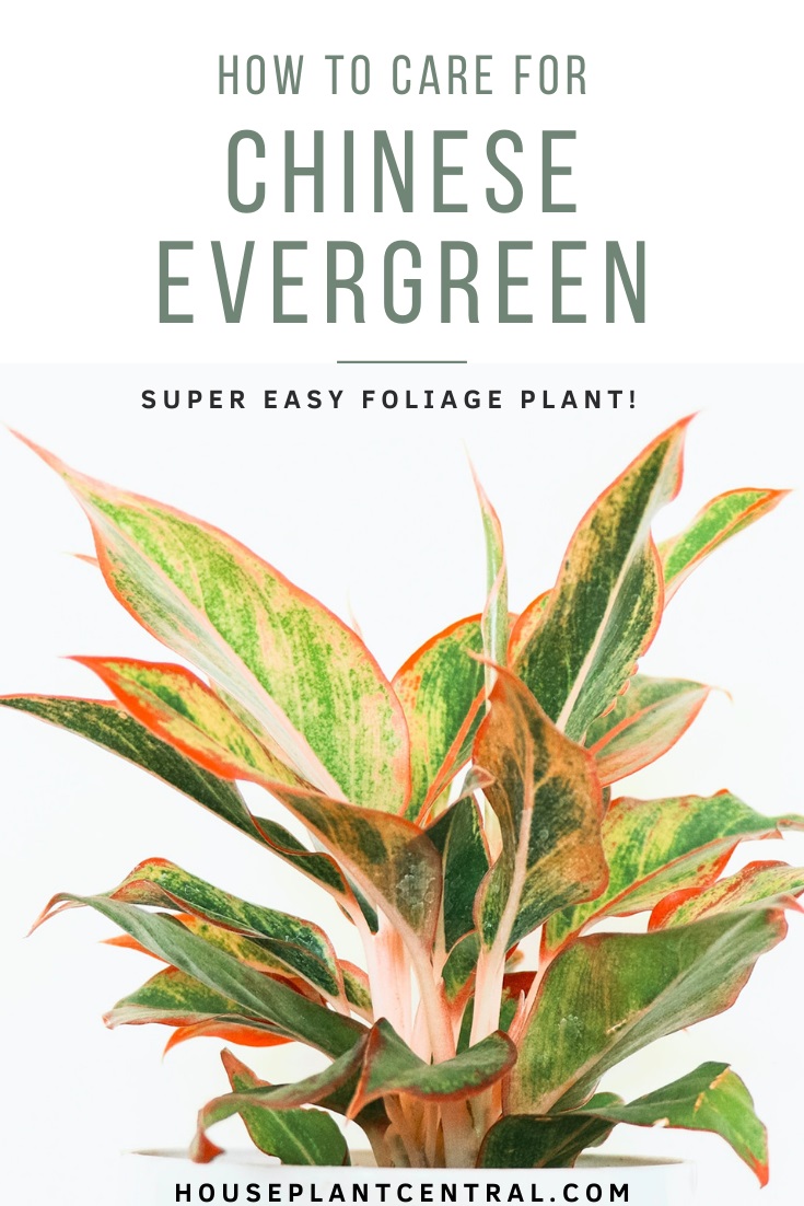 Aglaonema houseplant with pink and green leaves | Chinese evergreen care & info