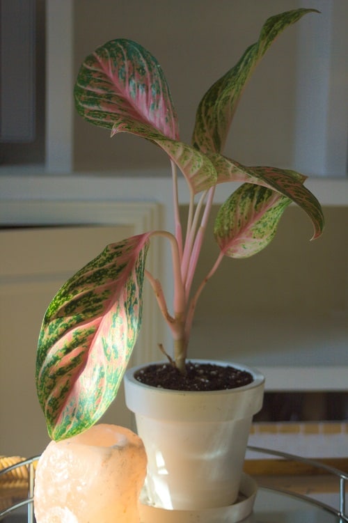 Aglaonema 'Prestige', a pink cultivar of Chinese evergreen. 