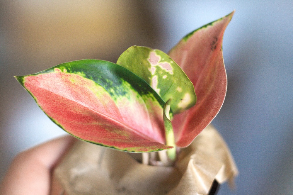 Aglaonema 'China Red', a cultivar of the Chinese evergreen houseplant.