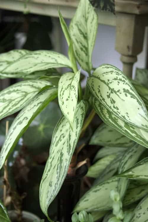 Leaves of the Chinese evergreen, an indoor plant from the genus Aglaonema. | Full Chinese evergreen care guide