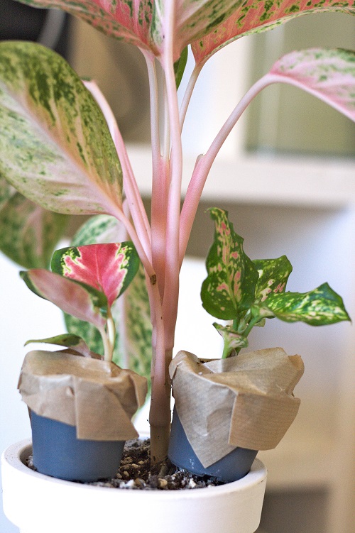 Three colorful specimens of Aglaonema, a houseplant also known as the Chinese evergreen.