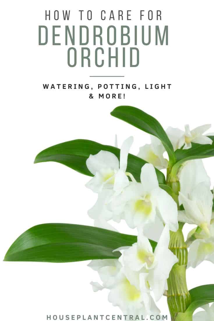 Dendrobium orchid cane with white flowers on white background | Full Dendrobium care guide