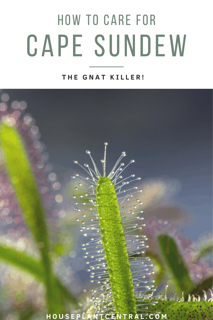 Closeup of leaf of Cape sundew carnivorous plant with sticky dew traps | Guide to Drosera capensis care