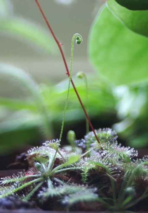 Side view of spoon-leaved sundew, a carnivorous plant, with flower spike. | Drosera spatulata care & info