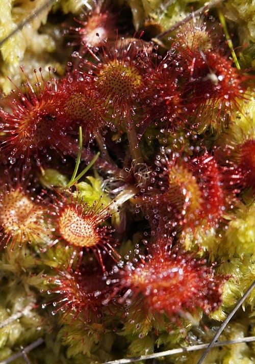 Close-up of Drosera rotundifolia growing in sphagnum moss.