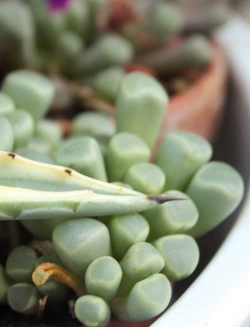 Fenestraria (planta ventana), una suculenta de interior. 