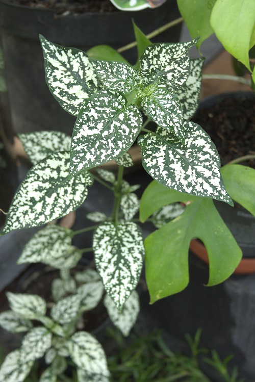 Green and white spotted Hypoestes, a popular houseplant.