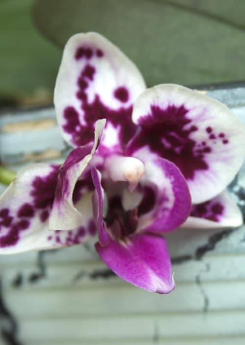 Purple mottled Phalaenopsis orchid flower.