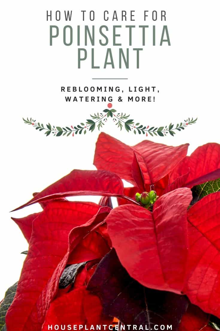 Red blooming Poinsettia plant on white background | Full Poinsettia care guide