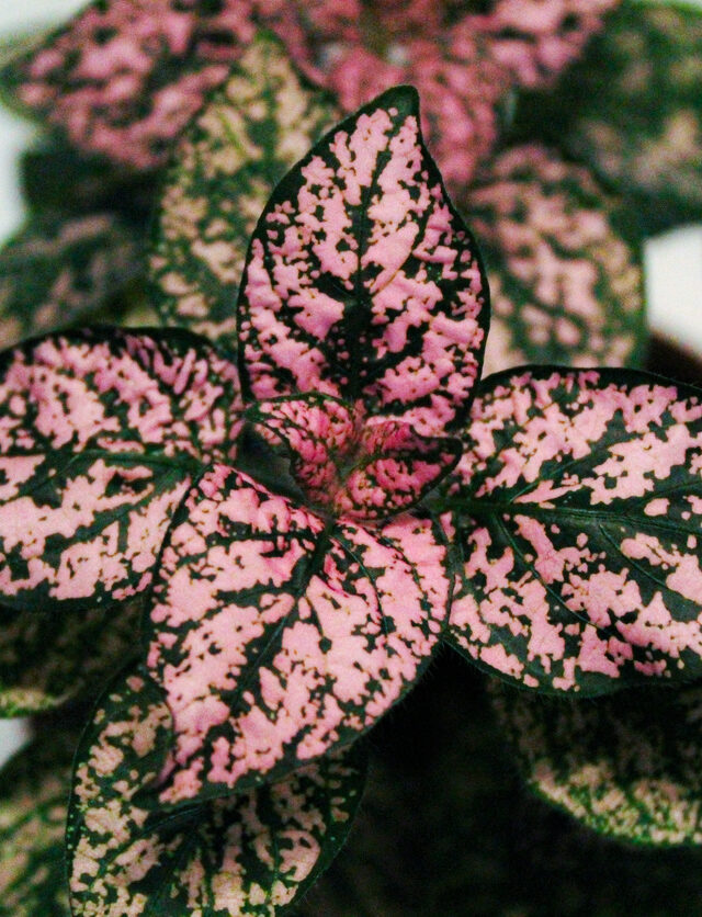 Polka Dot Plant: Grow and Care Guide