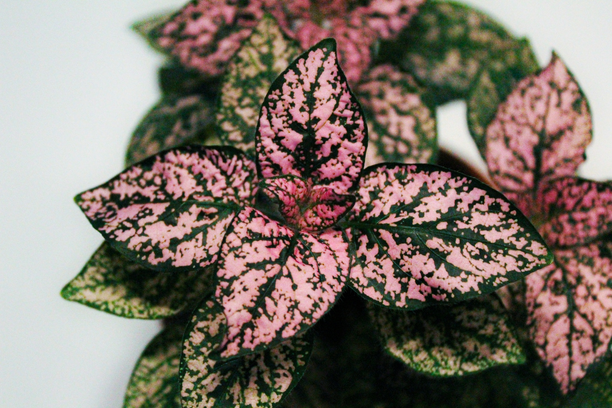 Polka Dot Plant: Grow and Care Guide