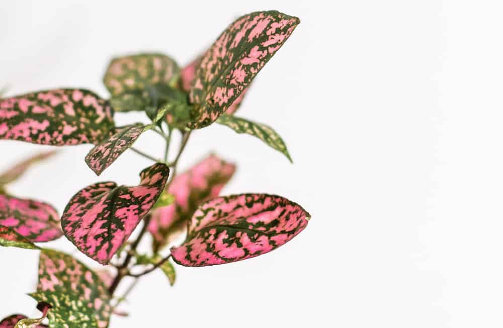 Green and pink leaves of polka dot houseplant on white background | Full polka dot plant care guide