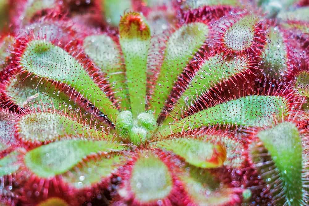 Close-up of the rosette-shaped spoon-leaved sundew, a carnivorous plant with green leaves and red sticky tentacles.