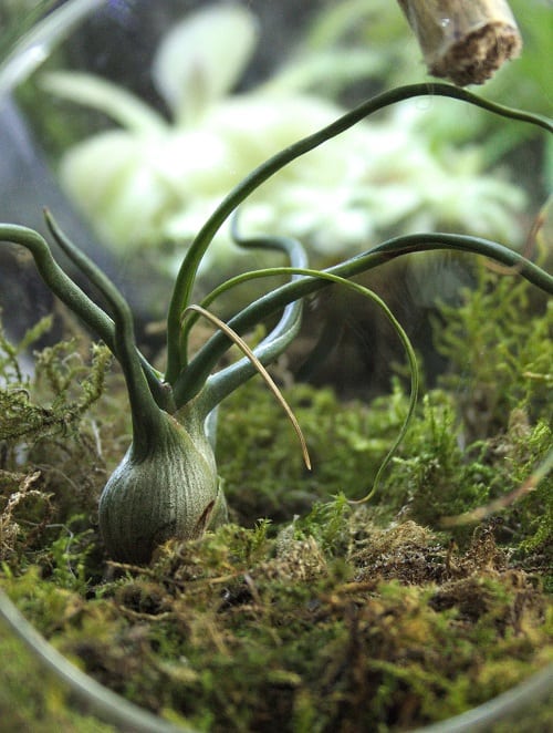 Tillandsia bulbosa, planta de aire