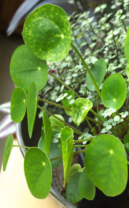 Leaves of Chinese money plant (Pilea peperomioides) and Pilea glauca, two indoor plants.