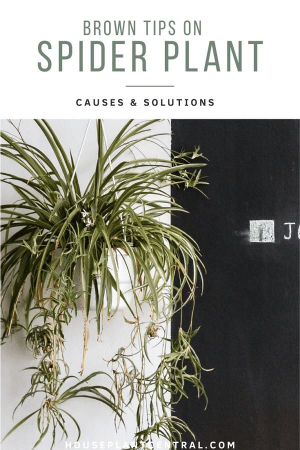 Brown Tips On Spider Plant: Causes & Solutions - Houseplant Central