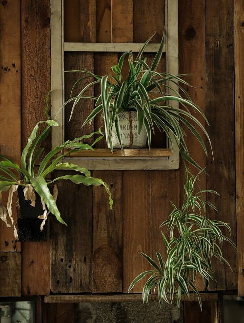 Spider plant houseplant with pups (spiderettes) and bird's nest fern with brown wood panel background.