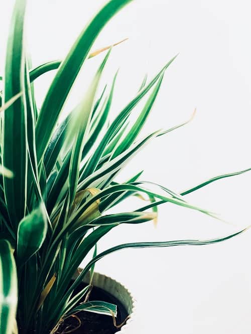 Leaves of variegated spider plant houseplant against white backdrop.