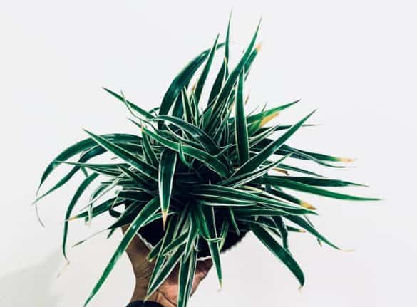 Top view of hand holding a spider plant (Chlorophytum comosum) on white surface. | Guide to brown tips on spider plant