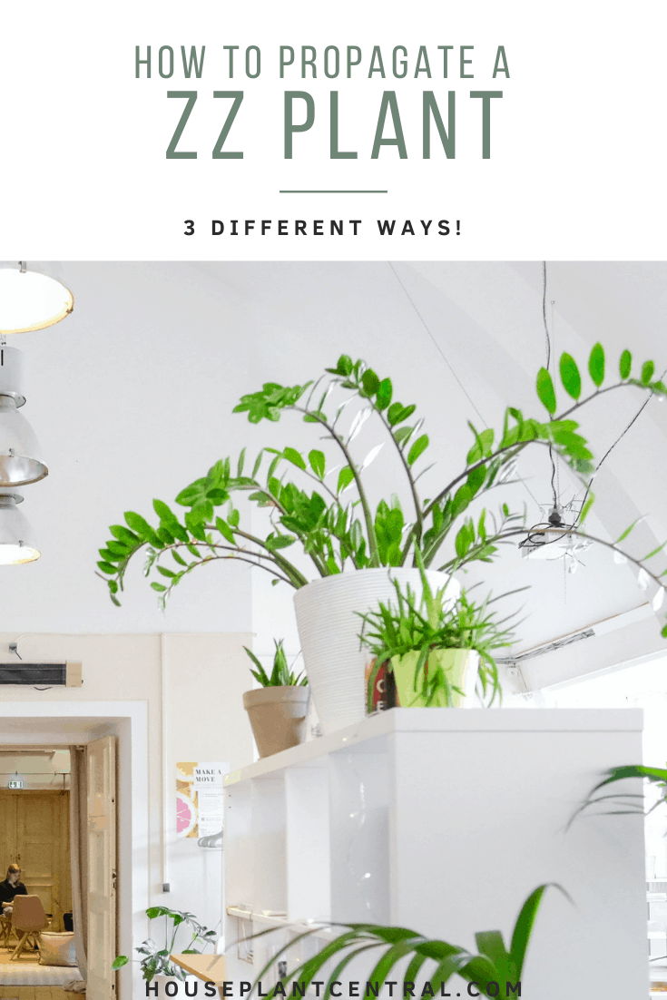 ZZ plant surrounded by other houseplants in white interior. | Full guide on how to propagate a ZZ plant.