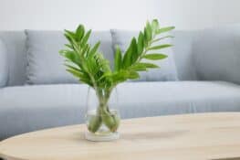Cuttings of ZZ plant houseplant in glass vase of water on living room table | Full guide on how to propagate a ZZ plant