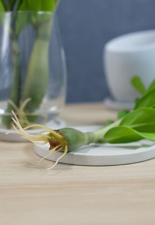 Close-up of roots on a water-propagated stem cutting of a ZZ plant, Zamioculcas zamiifolia. | Full guide on how to propagate ZZ plant