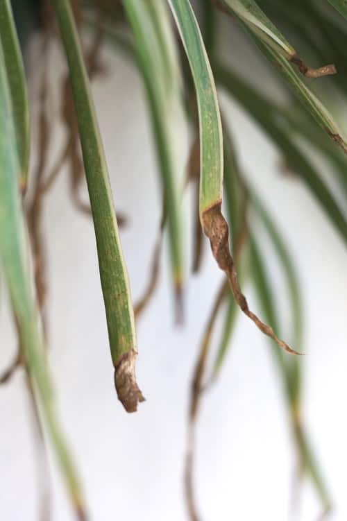 Close-up of leaves of spider plant indoor plant affected by brown tips | Full guide to brown tips on spider plant