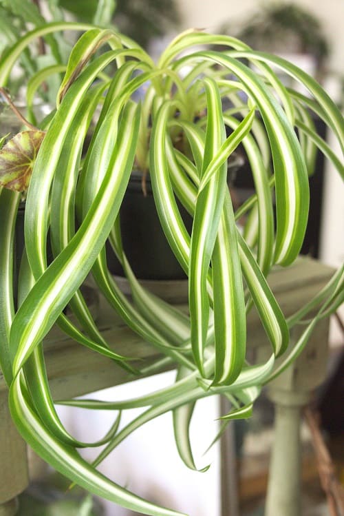 Variegated spider plant (Chlorophytum comosum) houseplant