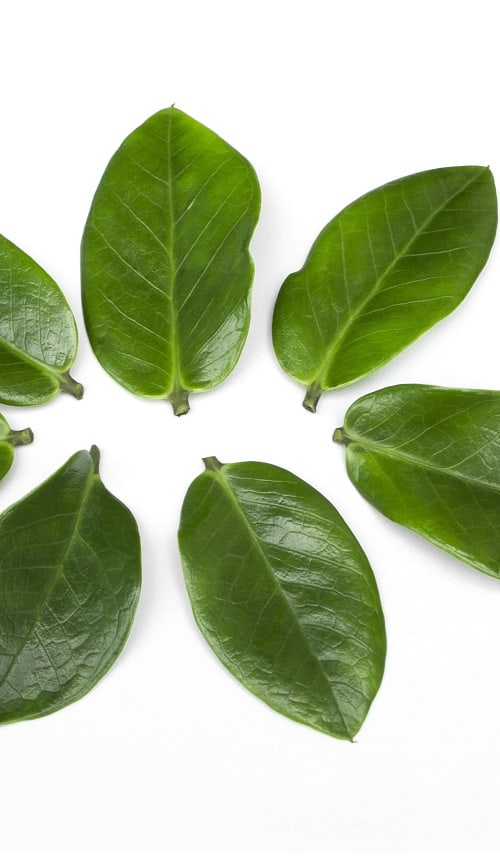 Circle of leaf cuttings of ZZ plant houseplant on white surface.