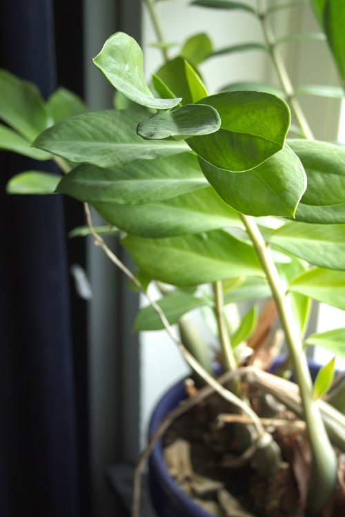 ZZ plant houseplant (Zamioculcas zamiifolia)