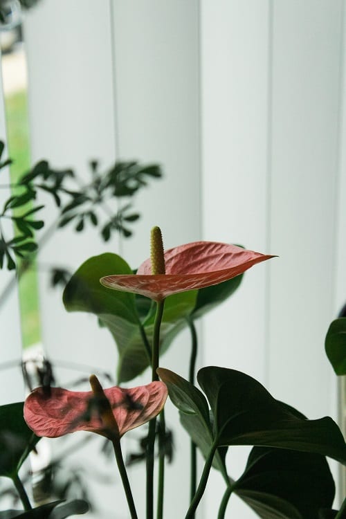 Flores y hojas de Anthurium, una planta de interior también conocida como Anturio. 