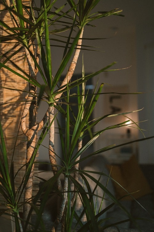 Dracaena marginata houseplant in sunny interior. 