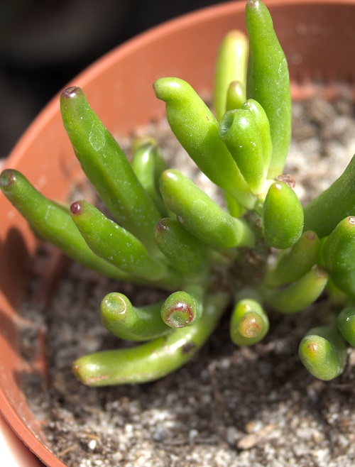  Crassula ovata 'Gollum' houseplant, a popular succulent.