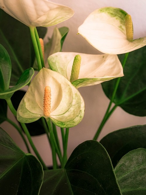 Flor blanca y hojas verde de Anthurium. 