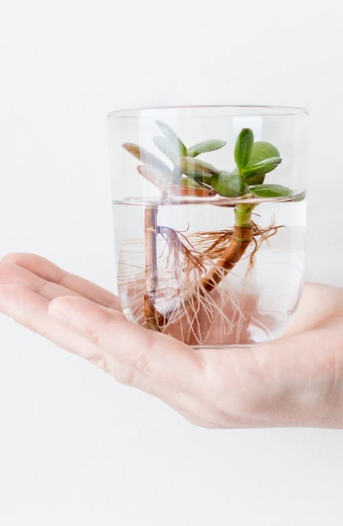 Hand holding glass with water containing two rooted jade plant succulent cuttings on white background | Full guide to jade plant propagation