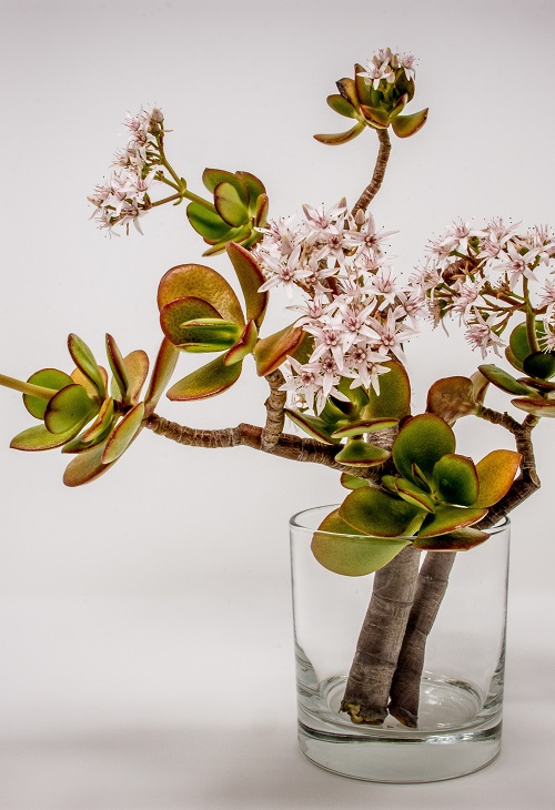 Flowering stem cuttings of Crassula ovata (jade plant) in empty glass on white background | Full guide to propagating a jade plant