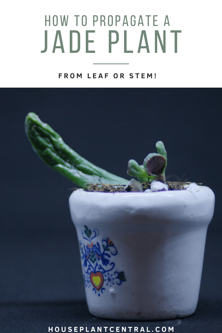 Close-up of leaf propagation of Crassula ovata 'Gollum' in tiny thimble container | Full guide to propagating a jade plant